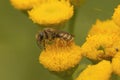 Closeup of a female bronze furrow bee, Halictus tumulorum in a yellow Tansy flower