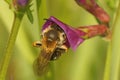 Closeup on a female Burbage Mining Bee, Andrena lathyri, sipping nectar from a Lathyrus flower