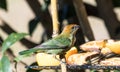 Closeup of a female chestnut-backed tanager bird standing on a branch by a cooling rack