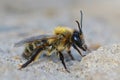 Closeup of female chocolate or hawthorn mining bee (Andrena scotica)