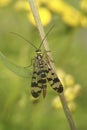 Closeup on a female of the common European Meadow scorpionfly, Panorpa vulgaris
