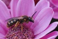 Closeup on a female common furrow bee, Lasioglossum calceatum, sitting on a purple flower