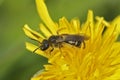 Closeup on a female of the Common furrow bee, Lasioglossum calceatum, a small eusocial mining bee Royalty Free Stock Photo