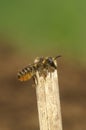 Closeup on a female of the common Patchwork leafcutter bee, Megachile centuncularis Royalty Free Stock Photo