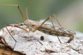 Female crane fly, Tipulidae on bark Royalty Free Stock Photo