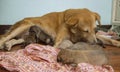 A closeup of a female dog resting on the floor grooming her litter of 7 newborn puppies. Successful Dog childbirth.