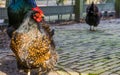 Closeup of a female double laced Barnevelder chicken, popular dutch chicken breed, Ornamental bird with colorful feathers