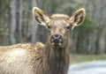 Closeup female elk looking at the camera.