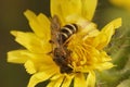 Closeup on a female end banded furrow bee, Halictus , in a yellow Picris flower