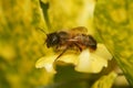 Closeup on a female European red mason bee, Osmia rufa, sitting on a green leaf Royalty Free Stock Photo