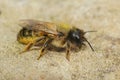 Closeup on a female European red mason bee, Osmia rufa on a stone Royalty Free Stock Photo