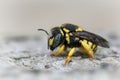 Closeup on female European rotund resin bee, Anthidiellum strigatum, sitting on wood