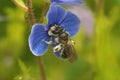 Closeup on a female of the extremally rare Viridescent miner, Andrena viridescens Royalty Free Stock Photo