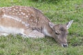 Closeup of an female fallow deer