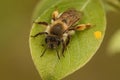 Closeup on a female female grey-gastered mining bee, Andrena tibialis resting on a green leaf