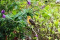 Closeup of a female flame-colored tanager. Piranga bidentata. Royalty Free Stock Photo