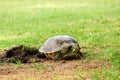 Female turtle covering eggs