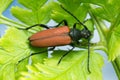 Female flower longhorn beetle, Anastrangalia sanguinolenta on leaf Royalty Free Stock Photo