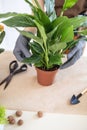 Closeup of female gardener hands in gloves holding pot with houseplant Royalty Free Stock Photo
