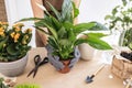 Closeup of female gardener hands in gloves holding pot with houseplant Royalty Free Stock Photo