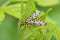 Closeup on a female German scorpionfly , Panorpa germanica Royalty Free Stock Photo