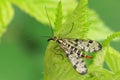 Closeup on a female German scorpionfly , Panorpa germanica Royalty Free Stock Photo