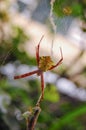 a spider patiently waits all day for prey trapped in its nest Royalty Free Stock Photo