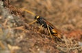 Female giant woodwasp, Urocerus gigas