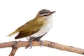 Closeup of a female gold finch