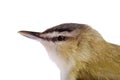 Closeup female gold finch head Royalty Free Stock Photo