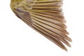 Closeup female gold finch wing Royalty Free Stock Photo