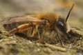 Closeup on a female gray-gastered mining bee, Andrena tibialis sitting on wood