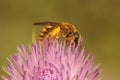 Closeup on a female Great banded furrow bee, Halictus scabiosae collecting pollen from a purple thistle flower Royalty Free Stock Photo