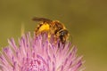 Closeup on a female Great banded furrow bee, Halictus scabiosae collecting pollen from a purple thistle flower Royalty Free Stock Photo