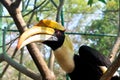 Closeup of a female Great Hornbill, Buceros bicornis