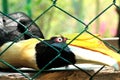 Closeup of a female Great Hornbill, Buceros bicornis