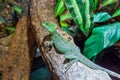 Closeup of a female green plumed basilisk sitting on a tree branch, helmeted lizard, tropical reptile pet from America