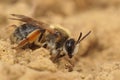 Closeup on a female grey gastered mining bee, Andrena tibialis on the ground