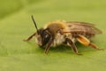 Closeup on a female grey gastered mining bee, Andrena tibialis sitting on a green leaf