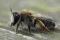 Closeup on a female of the Grey-gastered mining bee, Andrena tibialis sitting on wood