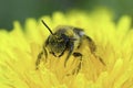 Closeup on a female grey-gastered mining bee, Andrena tibialis, sitting in a yellow dandelion flower