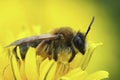 Closeup on a female Grey-gastered mining bee, Andrena tibialis on a yellow dandelion flower