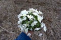 Closeup of female hand holding a bouquet of snowdrops in nature Royalty Free Stock Photo