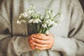 Closeup of female hand holding a bunch of snowdrops. womens day concept Royalty Free Stock Photo