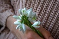 Closeup of female hand holding a bunch of snowdrops. womens day concept. Royalty Free Stock Photo