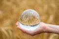 Closeup of female hand holding crystal ball in front of golden wheat field