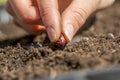 Closeup of female hand planting a seed of red bean in a fertile Royalty Free Stock Photo