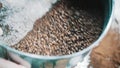 Woman sifts the chopped roasted coffee through a sieve