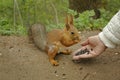 Female hand with sunflower seeds feeding a squirrel Royalty Free Stock Photo