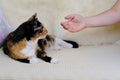 closeup female hands gently stroking, scratches behind ear adult domestic tortoiseshell, chimera cat, concept, relations between Royalty Free Stock Photo